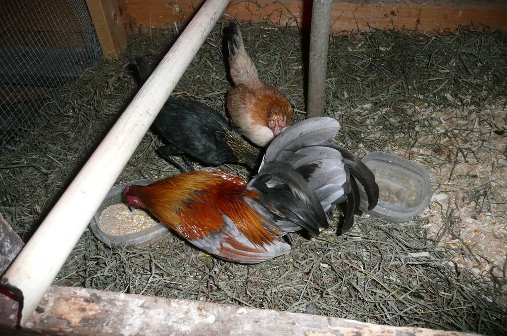 blue wheaton oegb cock and wheaton oegb pullet BackYard Chickens